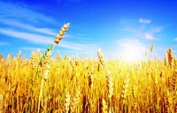 Wheat field and sky